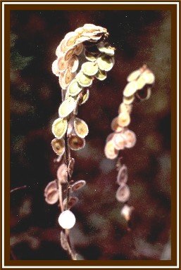 BISCUTELLA-PAEVIGATA