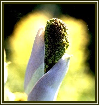 FERULA-CHILIANTHA-COMMUNIS