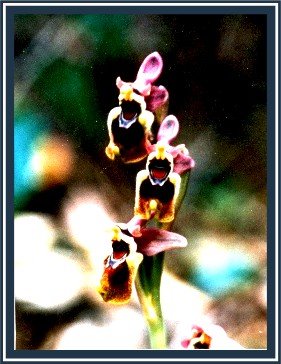 OPHRYS-TENTHREDINIFERA