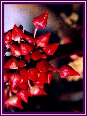 PISTACIA-TEREBINTHUS